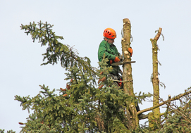 Tree Surgery Prices in Nottingham 