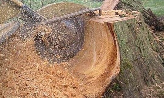 Tree Stump Grinding in Nottingham